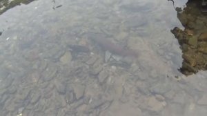 Таймень на мышь рыбалка сибирь тайга охота