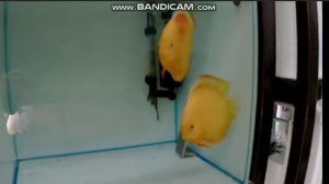 рыборазводня дискусов в россии. королевская рыба аквариумная. смотрите как там все устроено 2021 г