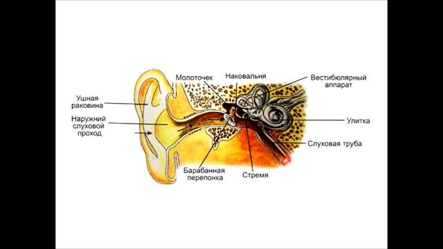 Анатомия. Слуховой анализатор смотреть онлайн