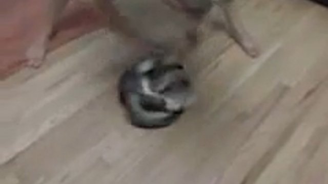 Вентилятор из кота