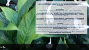 САЖАТЬ ЛИ СПАТИФИЛЛУМ И АНТУРИУМ ВМЕСТЕ ? #спатифиллум #антуриум #ароидные_растения #oldenburgru#27