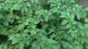 Методы борьбы с колорадским жуком. Чем опрыскать картофель