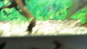 Черный морулиус Черная акула и Барбус лещевидный золотой