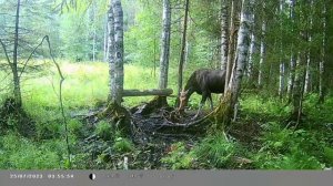 Солонец для лося. Видеоохота. Июль 2023