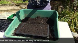 OUR WILDFLOWER SEEDS DIDN'T GERMINATE IN OUR MINI WILDFLOWER MEADOW