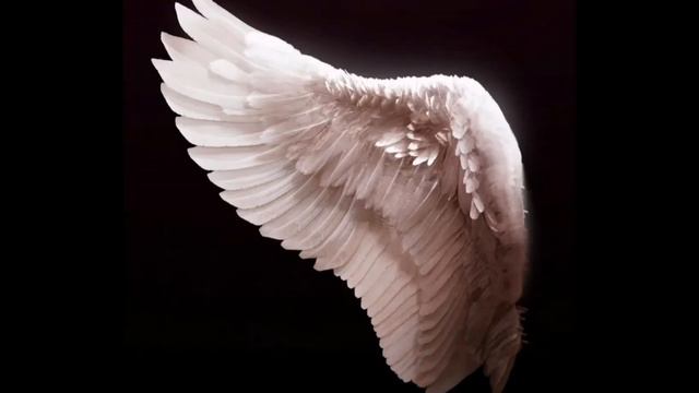 какие крылья по зз