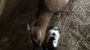 Рождение камерунских козлят. Первый окот в этом году