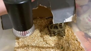 Жива ли моя сухопутная черепаха?!