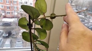 Хойя Обовата вариегата сплеш