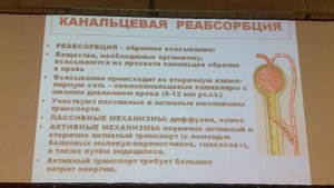 Физиология почек (1 часть). Лектор - Трубецкая Л. В.