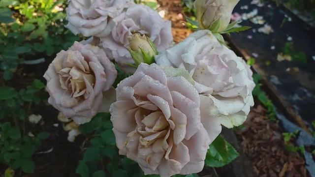 РОЗА АМНЕЗИЯ красота в бежевых тонах... смотреть онлайн