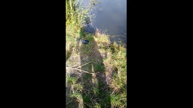 Магнитная рыбалка на "Маслёнке", обнаружили немецкий вагон! смотреть онлайн