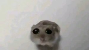 хомяк под скрипку