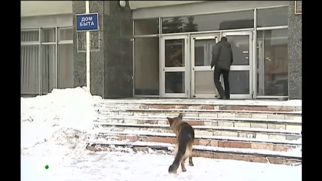 Возвращение Мухтара 2. Блюститель чистоты смотреть онлайн