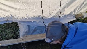 Посадка саженца винограда с открытой корневой системой на постоянное место.