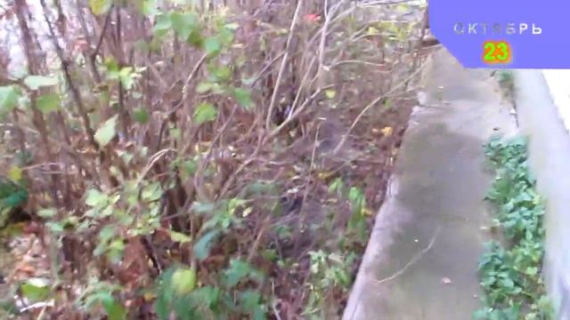 Утилизация пищевых отходов летом