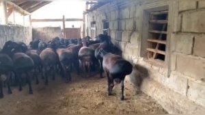 ГИССАРСКИЕ КУЧКАРЫ УЗБЕКИСТАНА. ХИСОРИ КОЧКОРЛАР ?