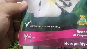 Лилия 'Квин оф Найт' и прочие от агрофирмы Поиск - первое цветение в нашем саду 2024.