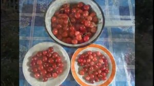 Сад в Сибири! - Железов Валерий Константинович