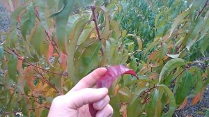 Листья персика разных сортов осенью