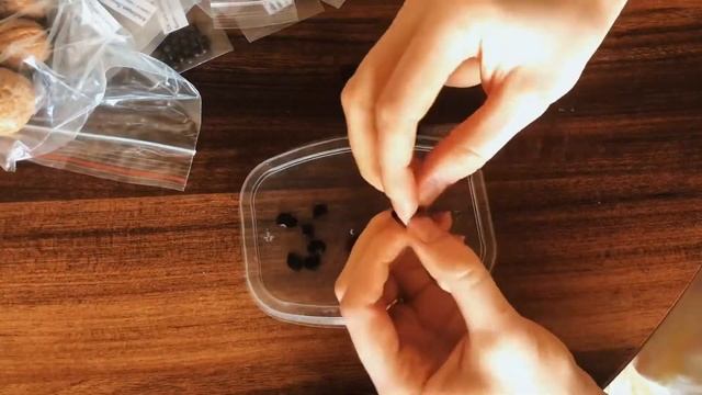 Магнолия суланжа из семян. Часть 1 смотреть онлайн