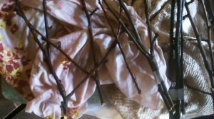 Прививка яблони на подвой. 27.03.19.