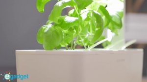 Smart огород (VIDEO 4K) - горшок для выращивания растений в домашних условиях