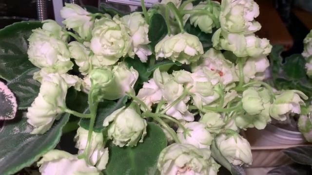 Выставка ФИАЛОК в Санкт-Петербурге. Март 2021. смотреть онлайн