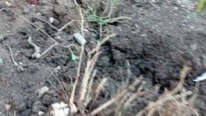 гладиолусы выкопала, сортирую по сортам, конец августа..