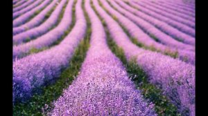 Sleep/Meditation calming sounds Lavender field