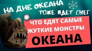 ГЛУБОКОВОДНЫЙ СНЕГ, ПИР ИЗ ТРУПОВ НА ГЛУБИНЕ, ЖУТКОЕ ЯВЛЕНИЕ ТЁМНОГО ОКЕАНА