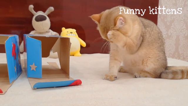Смешные Котята Асти , Айка и Коко играют | Кошачьи игры
