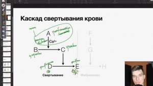 Каскад свертывания крови | Биология ЕГЭ