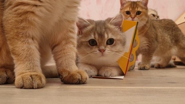 В засаде