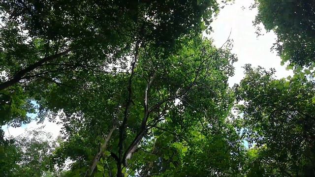 Коп: Сусанин 2