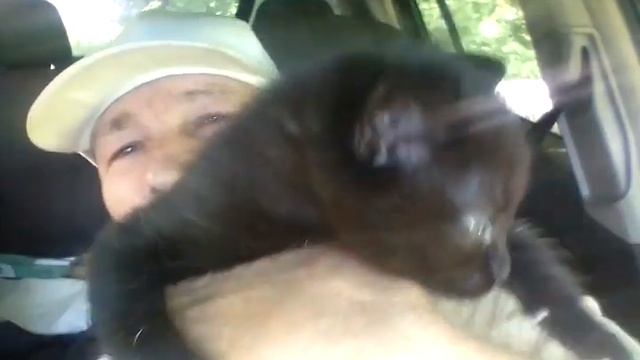 Чёрный котёнок. Получи и распишись. Хутор LV #кошки смотреть онлайн