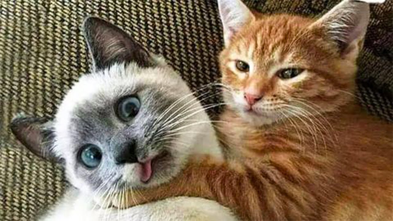 Я РЖАЛ ЦЕЛЫЙ ЧАС?ПОДБОРКА СМЕШНЫХ КОТОВ И СОБАК ДЛЯ ХОРОШЕГО НАСТРОЕНИЯ? #47 смотреть онлайн