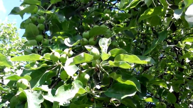 Время обработать сад. смотреть онлайн