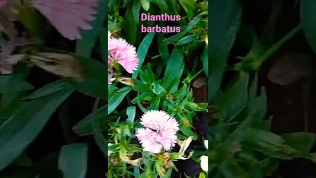 Good Morning || Dianthus barbatus || the sweet William?Ornamental Garden Plant ?