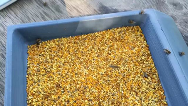 РЕЗУЛЬТАТ РАБОТЫ ПЫЛЬЦЕСБОРНИКА ФИРМЫ МЕДВЕДЬ ЗА ОДНИ СУТКИ. ХОРОШО ЛИ? ПЛОХО ЛИ? смотреть онлайн