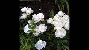 Помпонная спрей роза вайт морсдаг. Роза White Morsdag отзыв. Роза Уайт Морсдаг отзыв