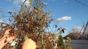 КАК ПРАВИЛЬНО ОБРЕЗАТЬ КЛЕМАТИС. (КОГДА ОБРЕЗАТЬ КЛЕМАТИС).КАК укоренить КЛЕМАТИС.