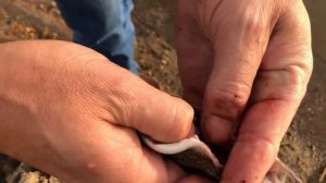 Catch n Cook Trout: GUT FISH W/ GLASS BLADE!