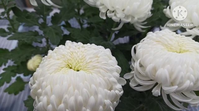 Белые крупноцветковые горшечные хризантемы
