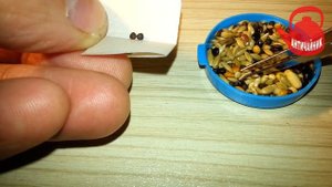 Муравьи для чайников №2. Семена для Messor structor.