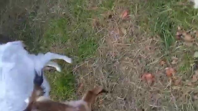 Наш день на хуторе!!-Шикарная посуда. смотреть онлайн