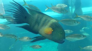 Арабская сказка