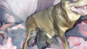 Ксюша РОДИЛА от Лёвы НЕ доношенных ЩЕНКОВ 13.08.23 #чихуахуа НОВОРОЖДЕННЫЕ щенки #chihuahualove