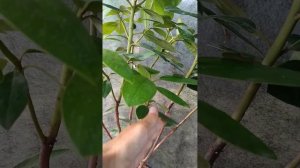 Можно ли обрезать рододендроны.