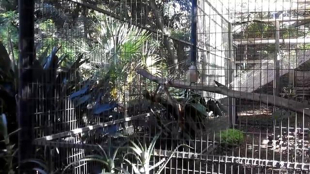 Поет птица Кукабара смотреть онлайн